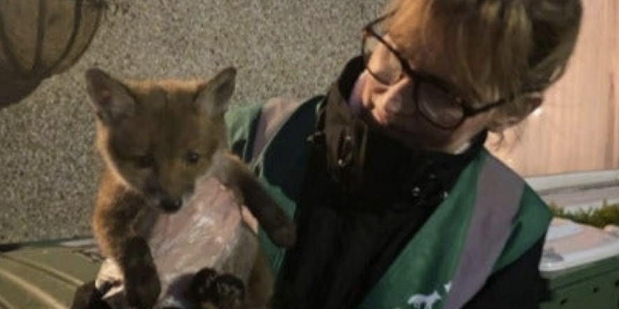 Greenwich Wildlife Network Urgently Seeks Funds to Secure New London Home