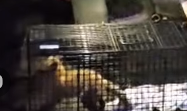 Fox Cub Rescued from Hove Basement Light Well at 3am