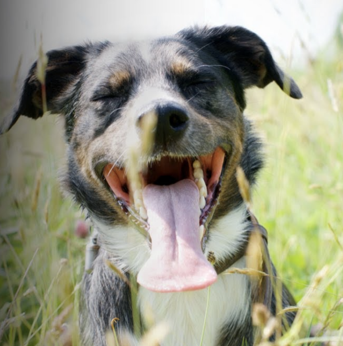 UK Heatwave Warning How To Keep Dogs Safe In Extreme May Temperatures