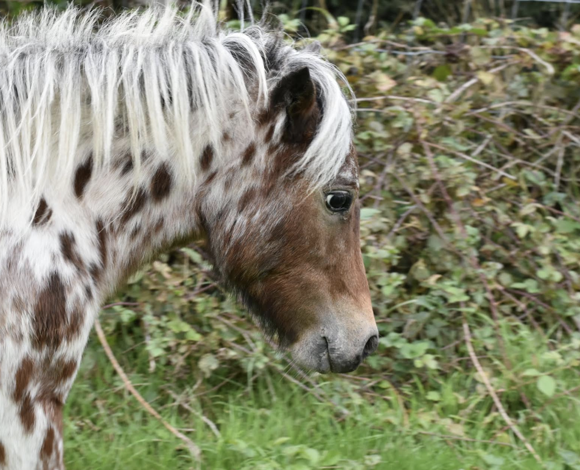 Rare Miniature Horses Stolen From Edenbridge Farm Police Appeal