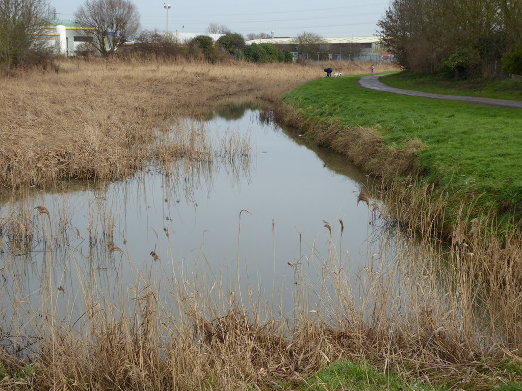 Kent Police Appeal After Ducks Targeted by Catapult in Sheerness