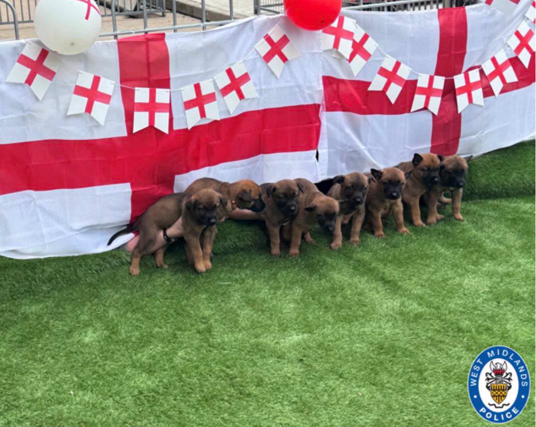 West Midlands Police Welcome Eight New Pup Recruits Named After England Stars