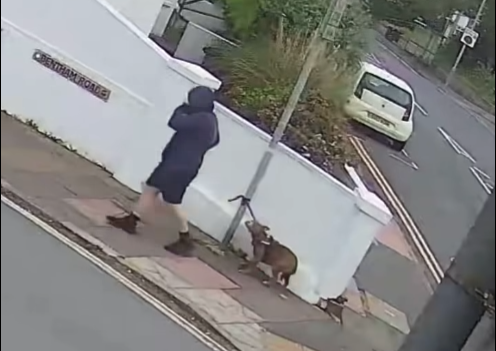 Brighton Police Seek Man with Dog Over Londis Criminal Damage