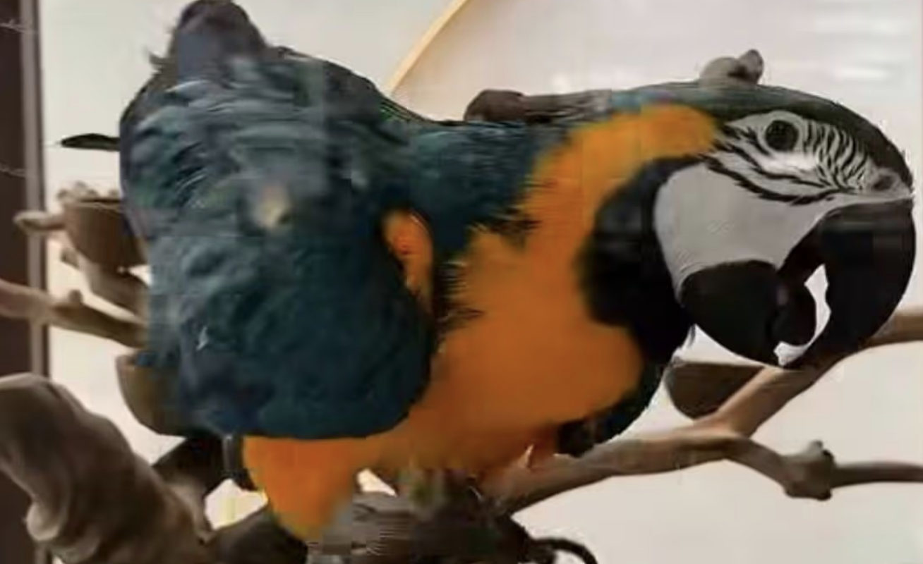 Manchester Shisha Bar Hands Over Caged Macaw After Public Outcry