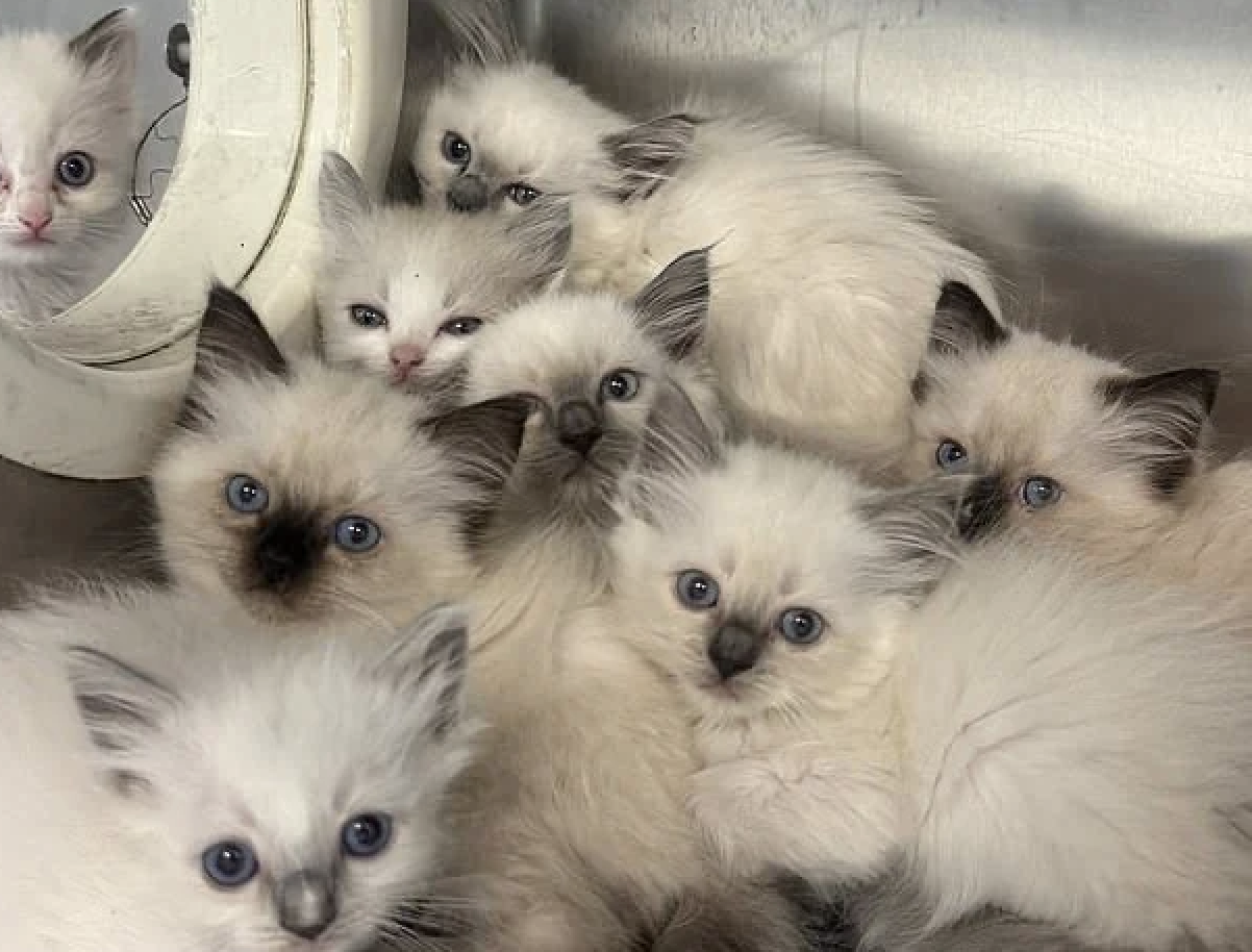 78 Ragdoll Cats Rescued From Filthy Pennsylvania Home By PSPCA