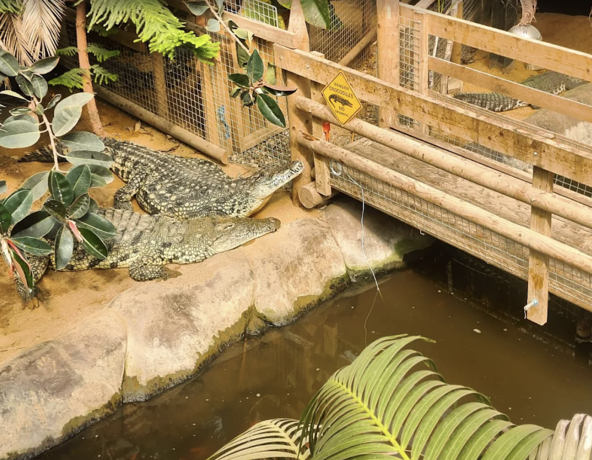 Man with Learning Difficulties Throws Toddler into Crocodile Enclosure at Cambridgeshire Zoo