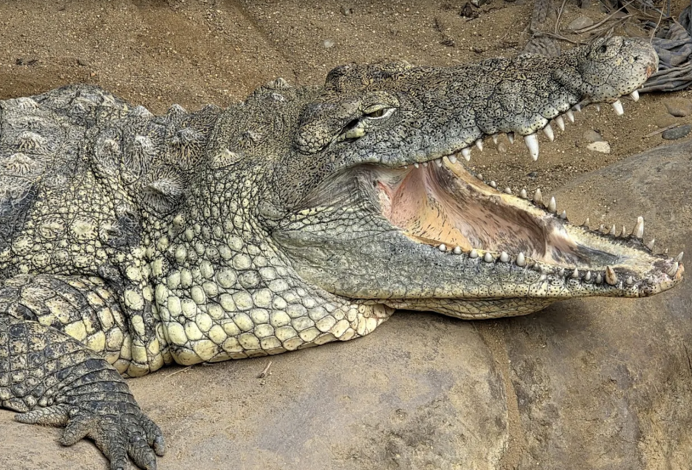 Three-Year-Old Thrown Into Crocodile Enclosure at Cambridgeshire Zoo