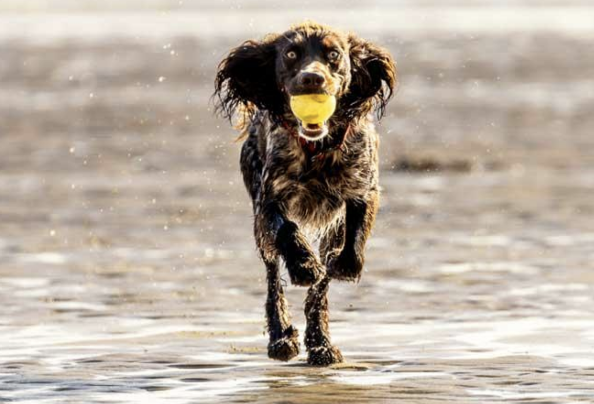 RSPCA Warns Wiltshire Pet Owners of Deadly Heatwave Risks