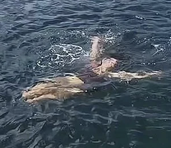 Model Dragged Underwater By Shark In Florida Human Bait Stunt