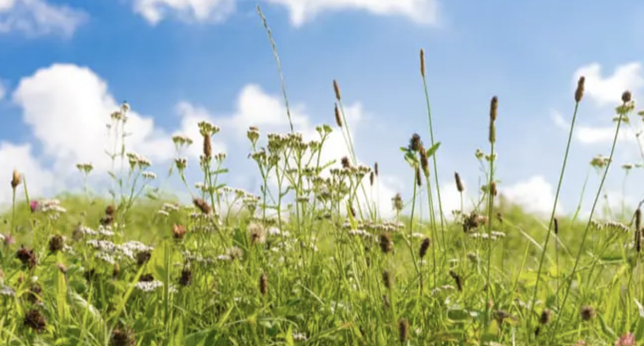 Pollen Bomb Warning As Hay Fever Soars Amid 35C UK Heatwave