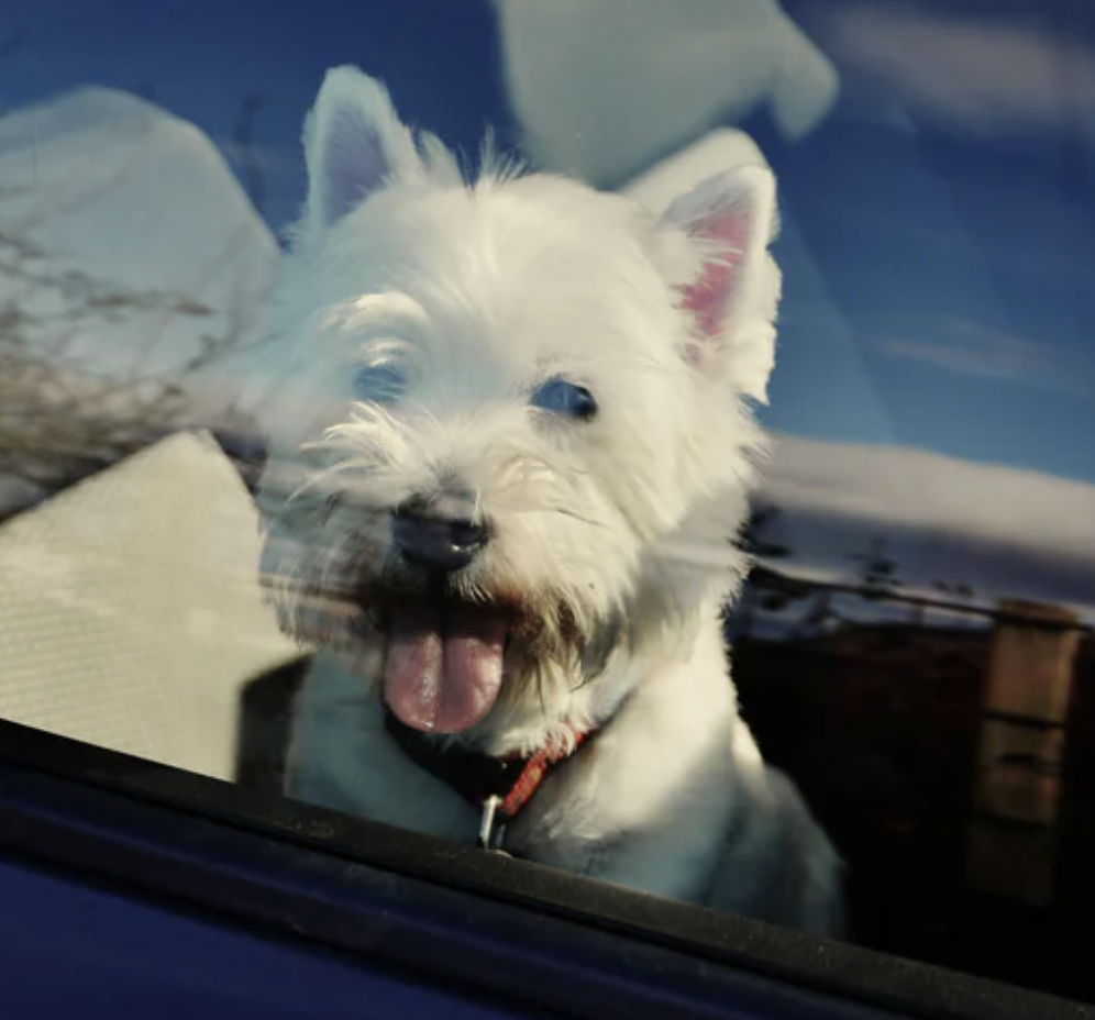 Dog Left in Hot Car Outside Cranbrook Co-op Sparks Heatwave Warning