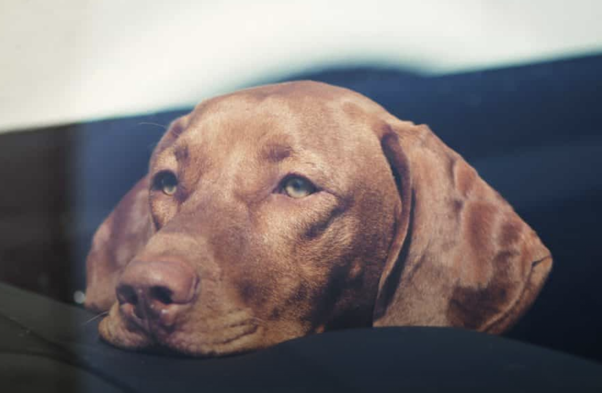 RSPCA Urges Calling Police if Animal Trapped in Hot Car