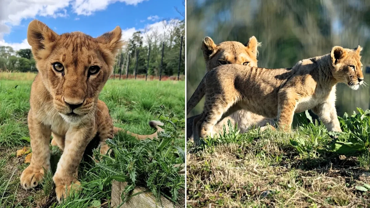 Two-Year-Old Lioness Dies at Port Lympne Safari Park from Intestinal Obstruction