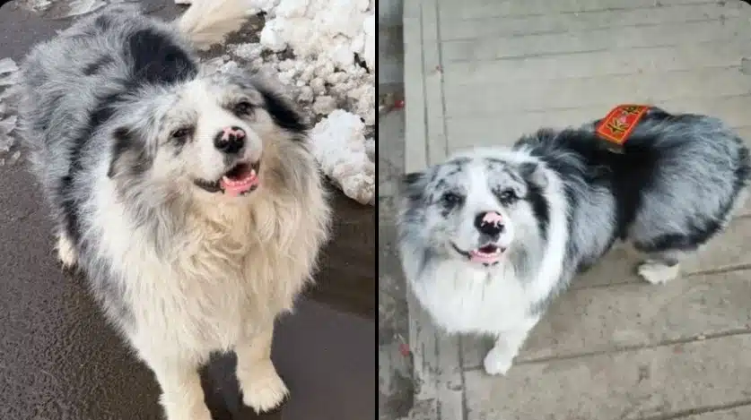 Chinese Border Collie With 1.5M Followers Stolen and Eaten at Dog Meat Restaurant