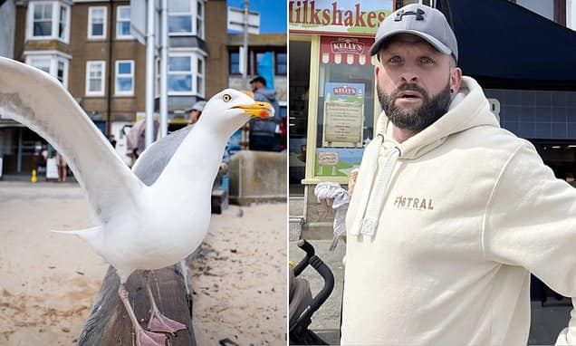 Bradford Man Investigated For Punching Seagull After Pastie Theft In St Ives