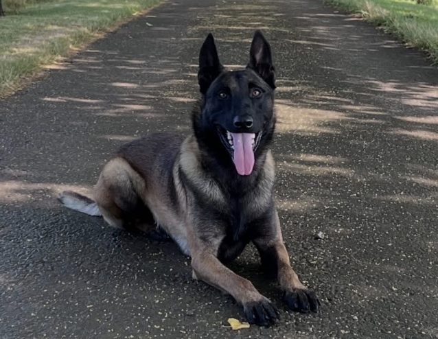 PD Hades Helps Arrest Burglary Suspects in Leeds Home Raid