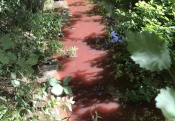 Taylor Wimpey Fined £300k for Sewage Pollution in Sedgefield Stream