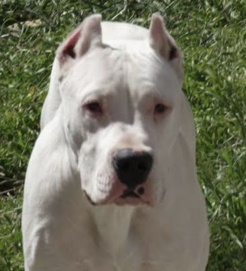 Woman injured and pet cat killed after suspected pit bull attack in Broadstairs