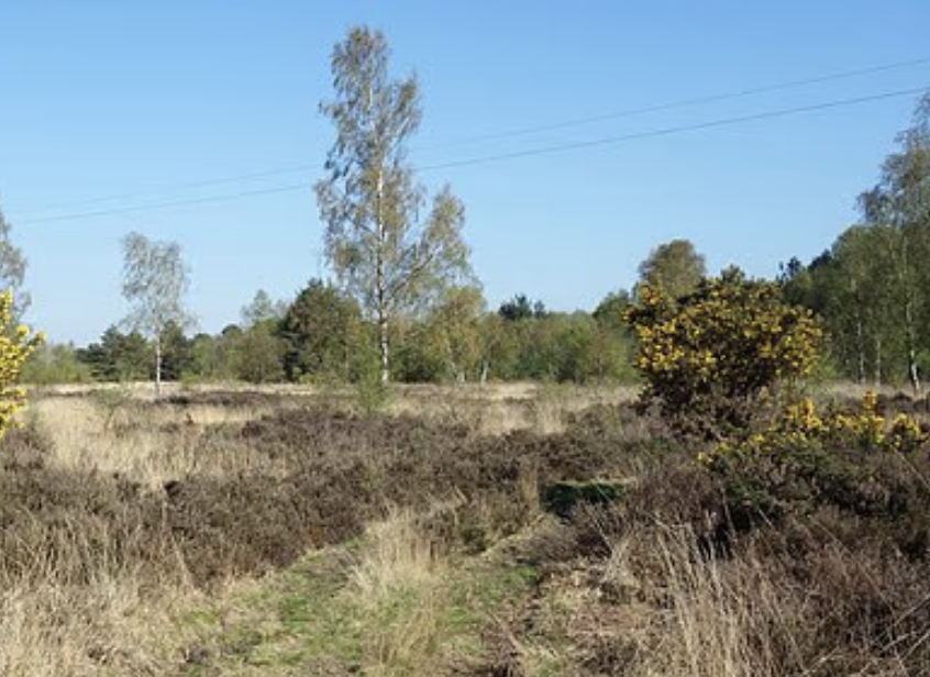 Police hunt suspect after man in his 20s allegedly raped at Berkshire nature reserve