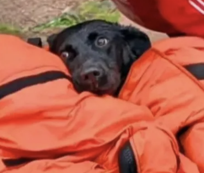 Labrador rescued from Ben Nevis after suspected cannabis poisoning leaves her unconscious