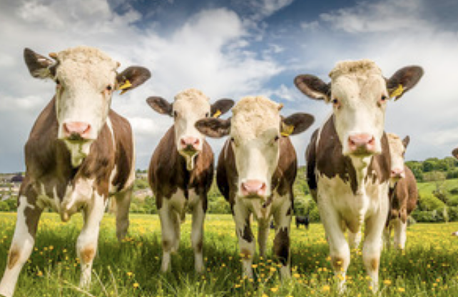 First bluetongue case of summer confirmed as farmers urged to remain vigilant