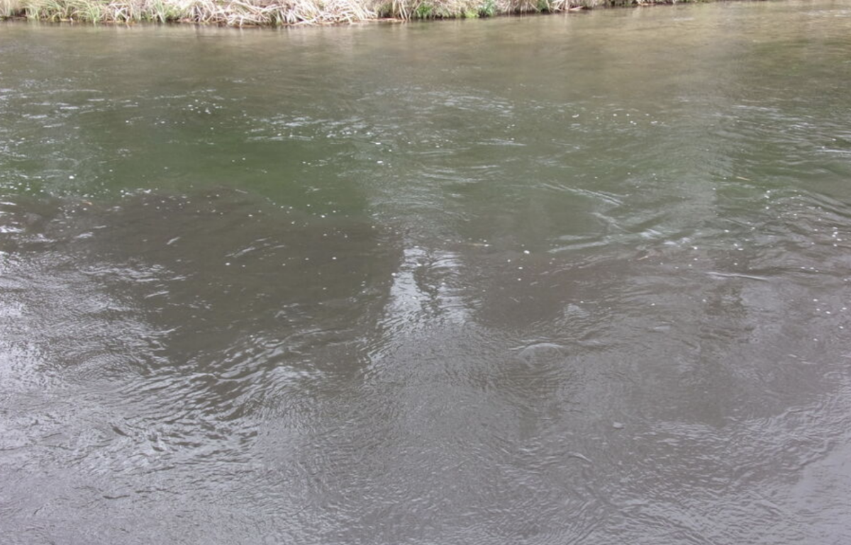 Southern Water pleads guilty after pollution turned Hampshire chalk stream dark