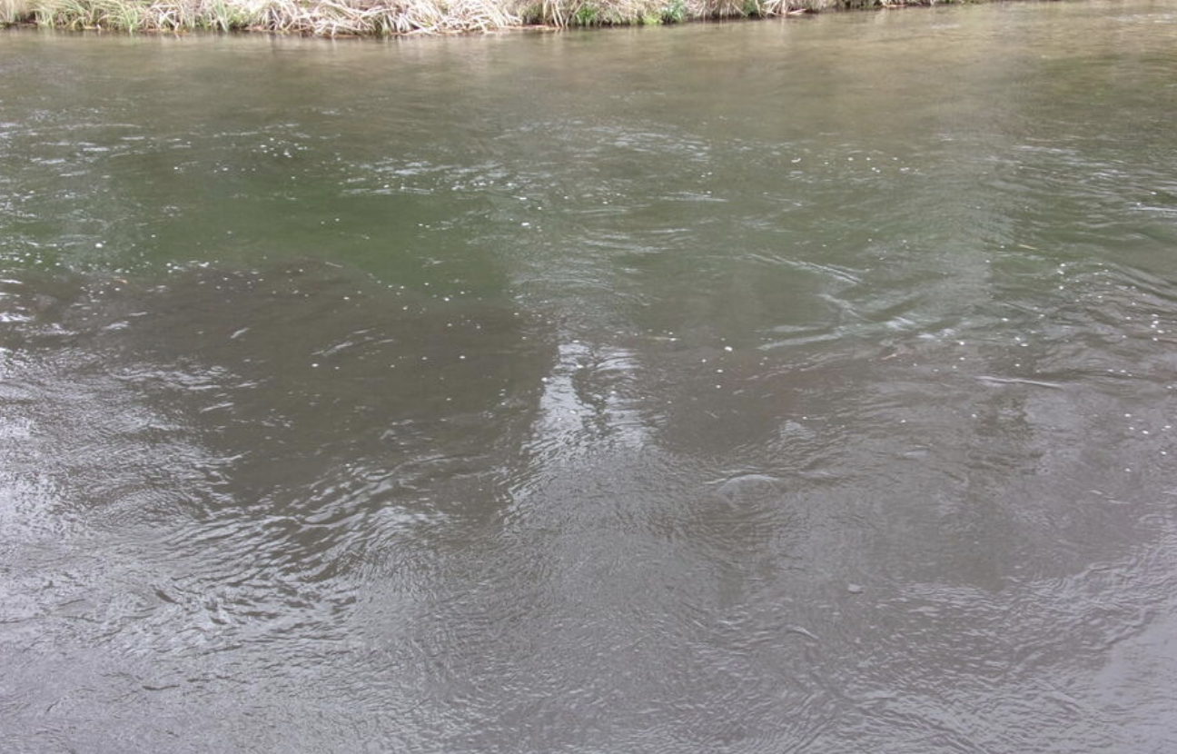 Southern Water pleads guilty after pollution turned Hampshire chalk stream dark