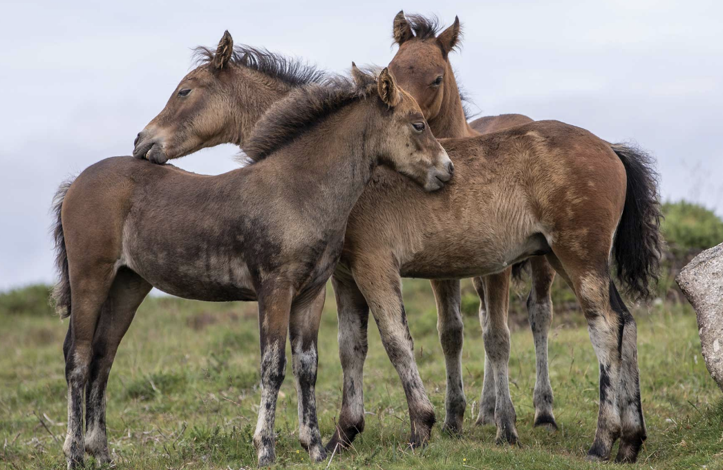 Government Unveils Measures to Secure Future of Dartmoor’s Iconic Ponies