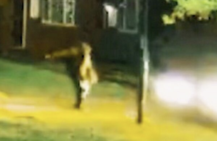 Boy Racer Jailed After CCTV Captures Horror Hit-and-Run That Left Pensioner Fighting for Life