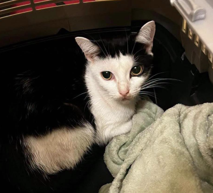 Nine Cats Dumped at Birmingham Animal Sanctuary After Being Released in Car Park