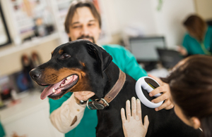 UK Government Unveils Major Veterinary Regulation Overhaul to Help Pet Owners