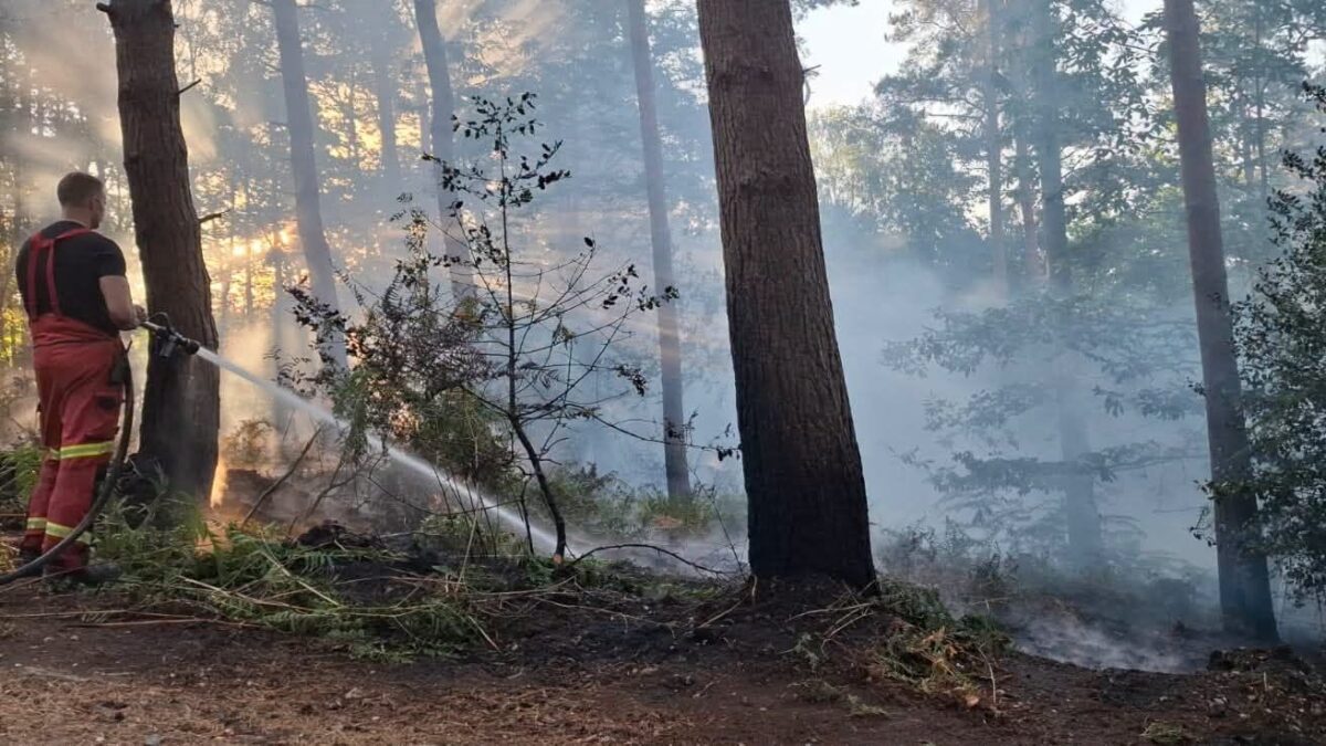 Firefighters battle large woodland blaze at Hawley Lakes in Blackwater