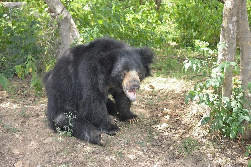 Brother and sister killed in bear attack as sibling seriously injured trying to save them