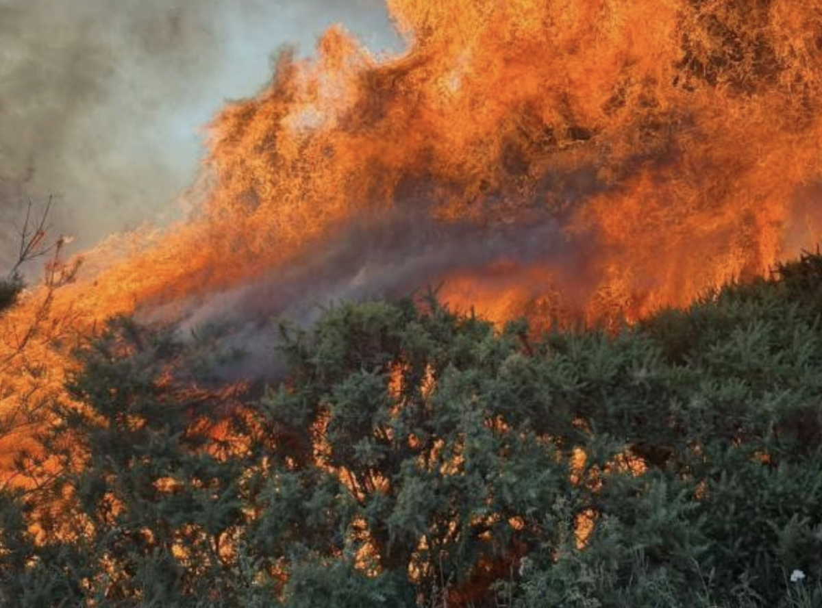Major A31 fire spreads into New Forest heathland as 26 fire engines battle blaze