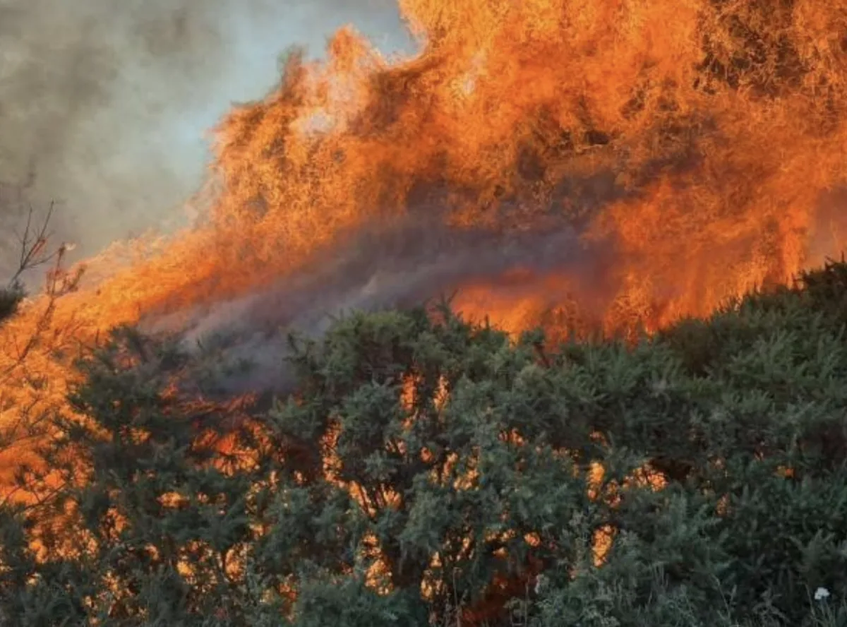 Six Fire Engines Battle Wildfire in Longfield as Crews Return to Tackle Hotspots