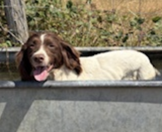 Police Appeal After Two Dogs Stolen During Break-In at Sevenoaks Barn