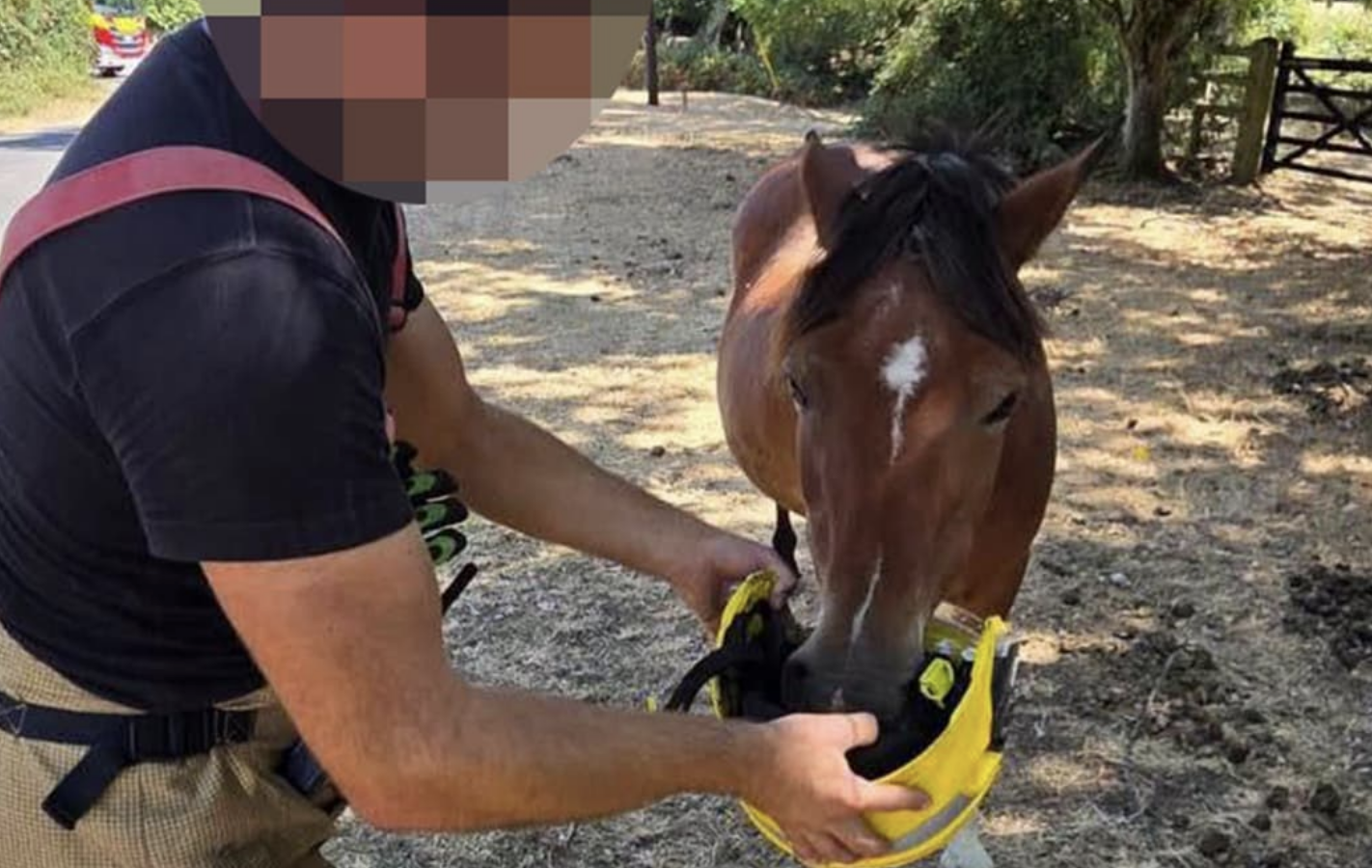 New Forest warning after firefighter gives pony water from helmet during wildfire