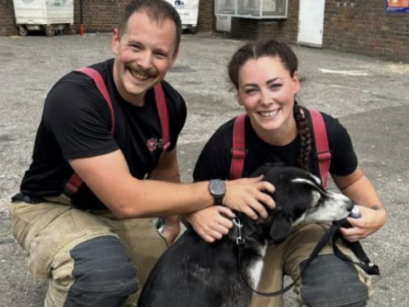 Dog rescued by firefighters after blaze breaks out at Totton flat