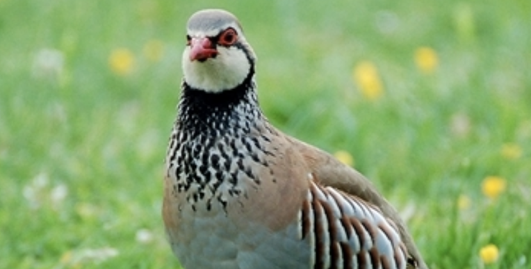 Police warning after 500 partridges stolen from Test Valley farm