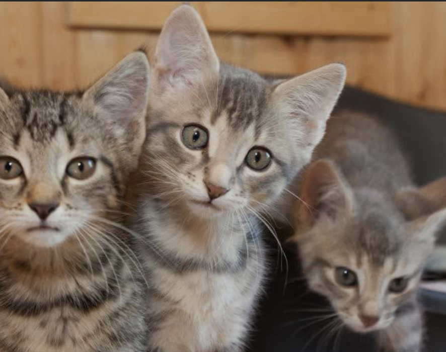 Petition Calls for National Strategy to Tackle UK ‘Cat Crisis’ as Rescue Centres Face Growing Pressure