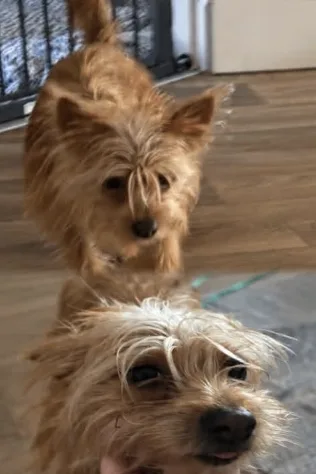 Appeal to find Nala after dog reported stolen in Wiltshire