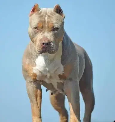 Jon Bernthal Defends Pit Bulls, Calls Fear of Breed ‘Dog Racism’ in Controversial Comments