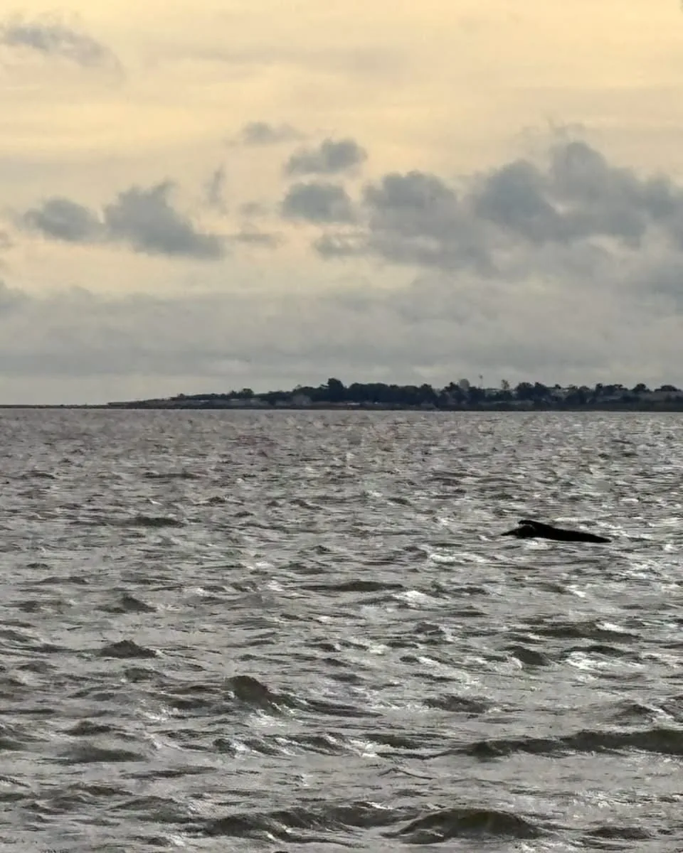 Pilot whale found dead as pod remains in Thames Estuary