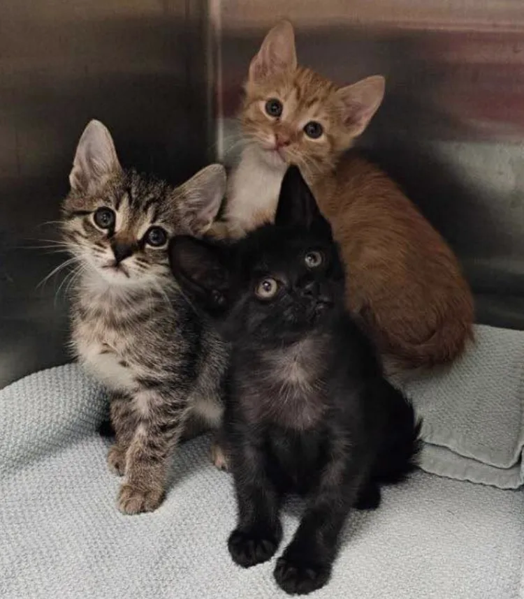 Petition demanding action on UK ‘cat crisis’ passes 14,000 signatures
