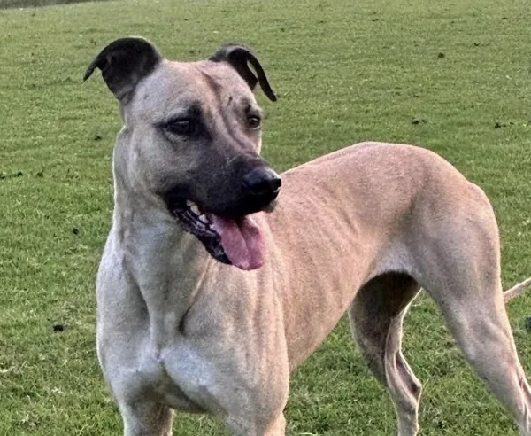 Dog stolen from kennel after thieves break into farmland near Sevenoaks