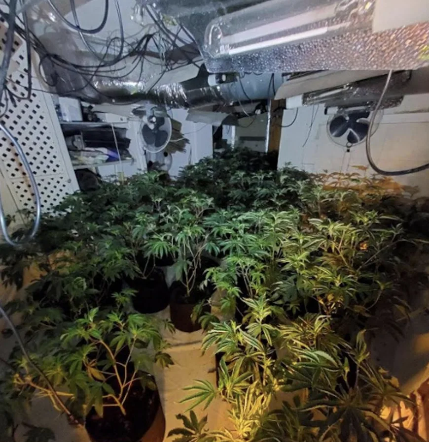 Cannabis grow spanning three floors uncovered after tip-off to Dover police