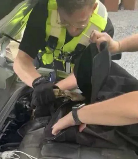 Police use coat hanger and baton to rescue 4ft boa constrictor from car engine