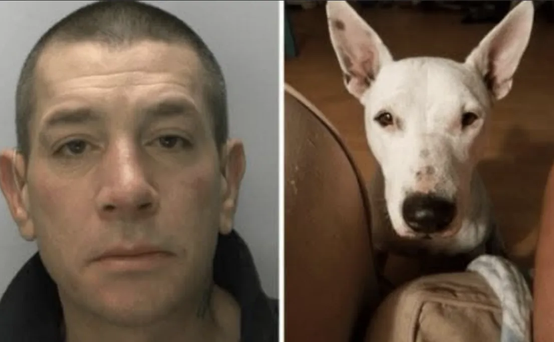 Gloucester man banned from keeping animals for life after beating pet dog