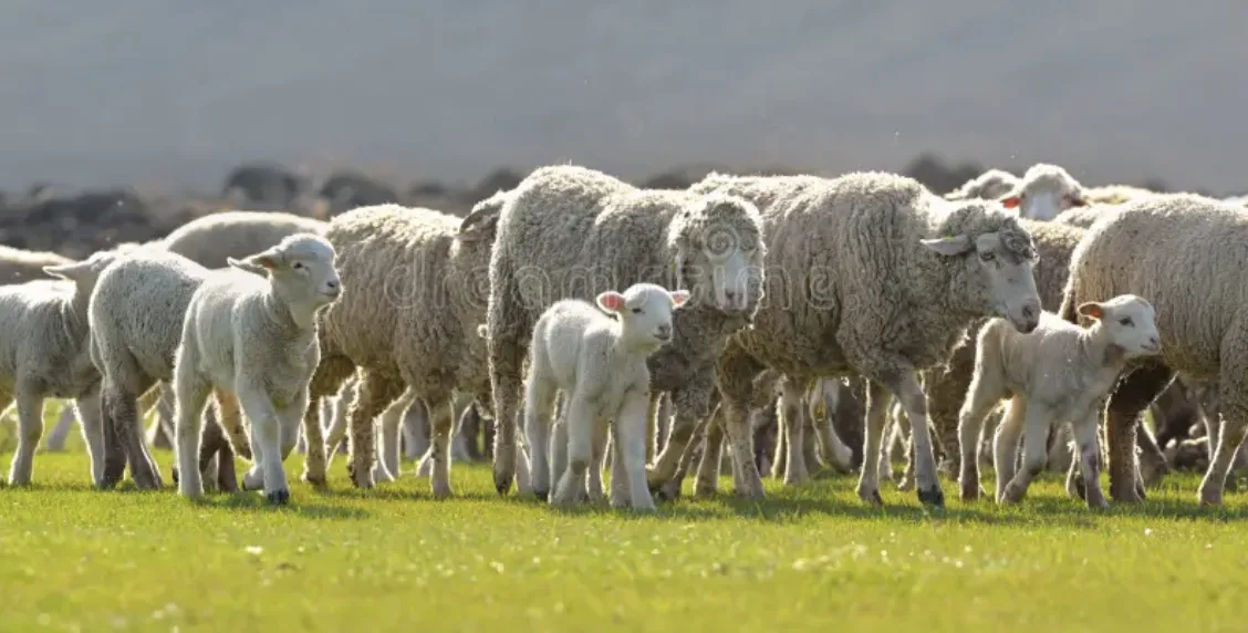 Forty lambs stolen from Wiltshire fields as police launch appeal