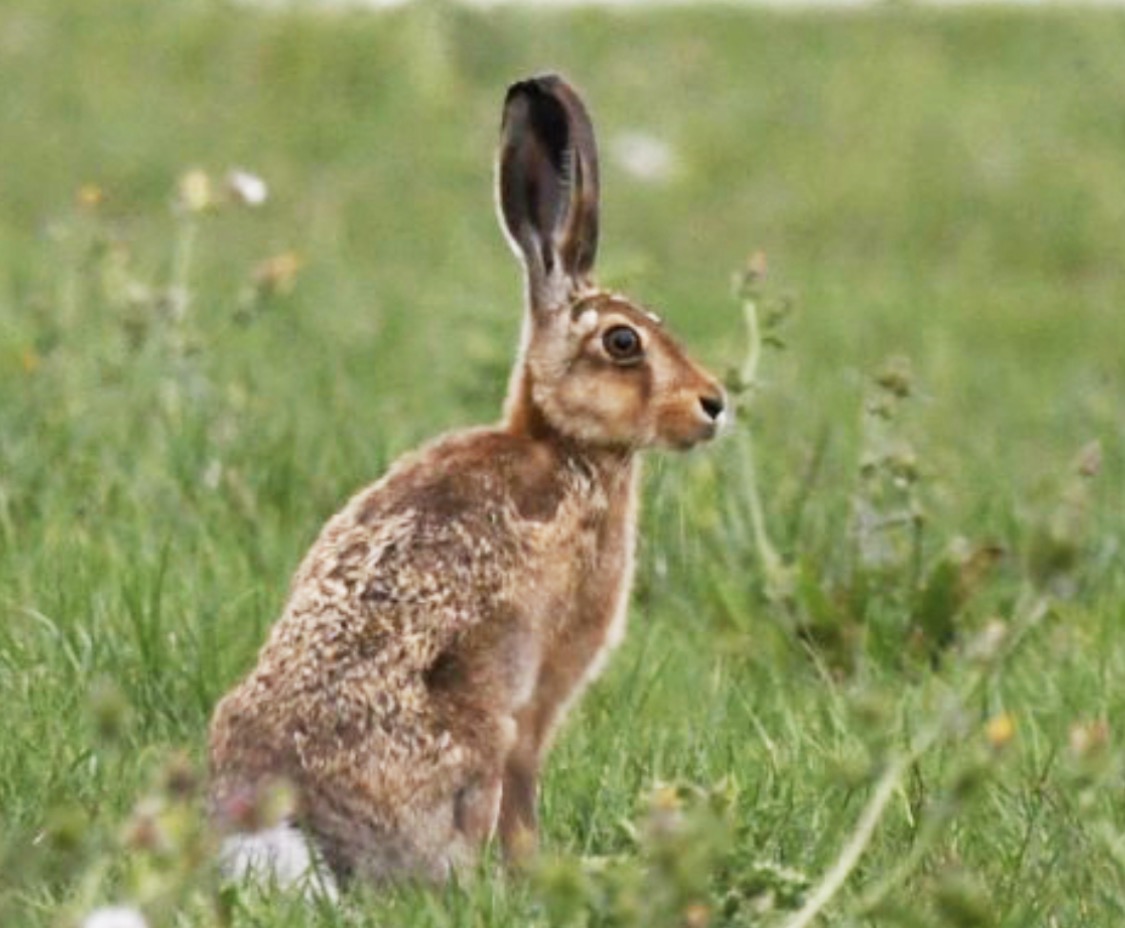 Hunt worker fined after drone footage captures fox being chased by hounds in Devon